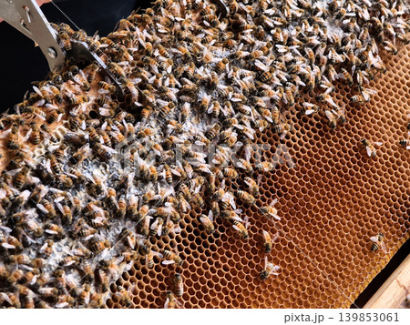 Bees frame from active hive ready for inspection 139853061
