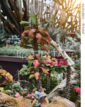 Textured flower and cactus arrangement for landscape gardens 139853254