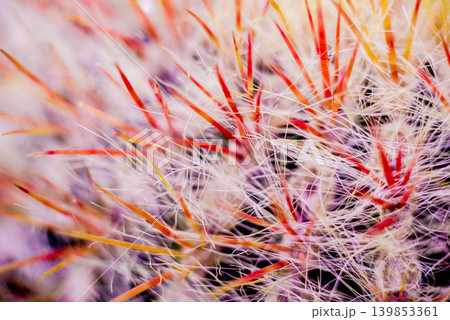 Beautiful macro shots of prickly cactus. Background and textures Beautiful macro shots of prickly cactus. Background and textures 139853361