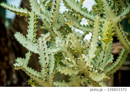 Collection beautiful prickly cacti in the greenhouse Collection beautiful prickly cacti in the greenhouse 139853372