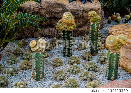 Collection beautiful prickly cacti in the greenhouse Collection beautiful prickly cacti in the greenhouse 139853389