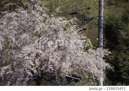 長野県上田市・長谷寺の桜 139853451