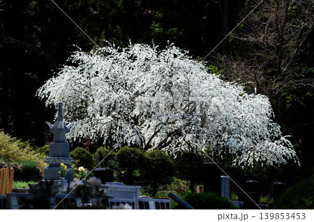 長野県上田市・長谷寺の白い花 139853453