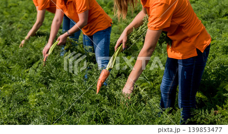 Growing organic carrots. Carrots in the hands a group of farmers. Growing organic carrots. Carrots in the hands a group of farmers. 139853477