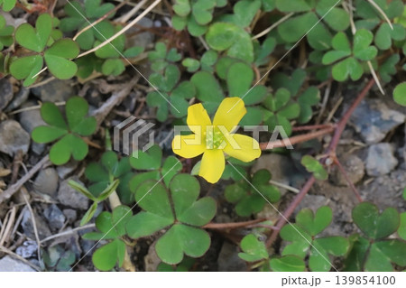 春の道端に咲く黄色い小さなカタバミの花 春の道端に咲く黄色い小さなカタバミの花 139854100