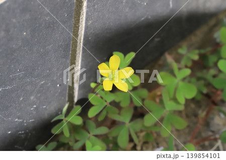 春の道端に咲く黄色い小さなカタバミの花 春の道端に咲く黄色い小さなカタバミの花 139854101