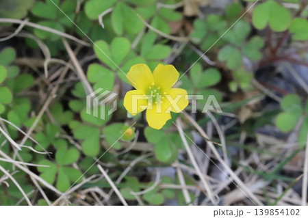 春の道端に咲く黄色い小さなカタバミの花 春の道端に咲く黄色い小さなカタバミの花 139854102