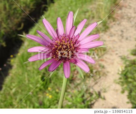 キク科の「バラモンジン」の花 キク科の「バラモンジン」の花 139854115