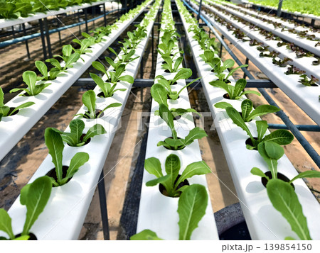 Rows hydroponic lettuce seedlings in greenhouse, commercial farming operation with white rows Rows hydroponic lettuce seedlings in greenhouse, commercial farming operation with white rows 139854150