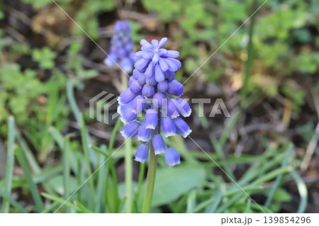春の庭に咲く紫色のムスカリの花 春の庭に咲く紫色のムスカリの花 139854296