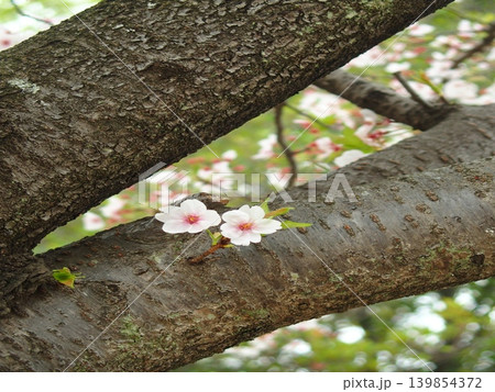 桜の木の幹から直接咲く二輪の桜の花 桜の木の幹から直接咲く二輪の桜の花 139854372