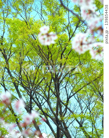 公園の満開の桜の木の下から見る若葉の欅風景	 139854438