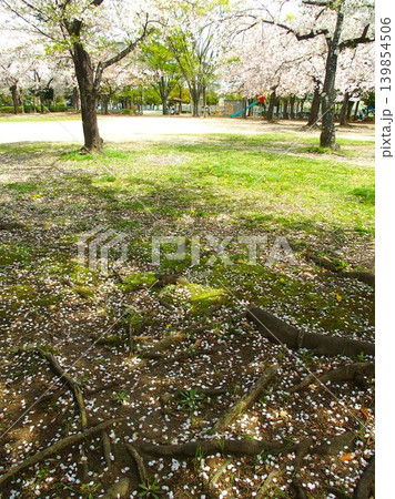 桜の花びら散る住宅地の春の公園風景 桜の花びら散る住宅地の春の公園風景 139854506