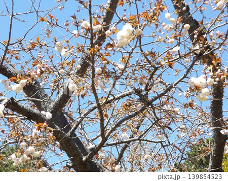 桜では遅れて咲く北高浜公園の八重桜 139854523