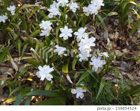 お寺さんに関係有りそうな名前のシャガの花 お寺さんに関係有りそうな名前のシャガの花 139854524