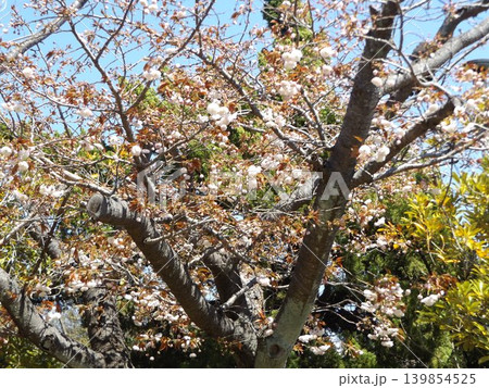 桜では遅れて咲く北高浜公園の八重桜 139854525