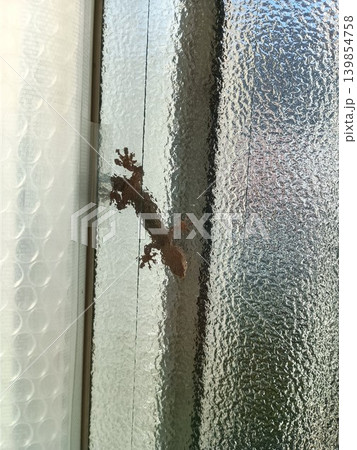 すりガラスの窓ごしに見えるヤモリ すりガラスの窓ごしに見えるヤモリ 139854758
