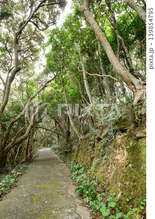 江須崎島　暖地性植物群落　散策路　和歌山県 139854795