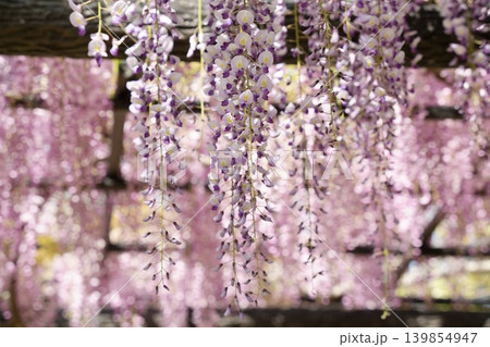 美しく咲く藤の花 139854947