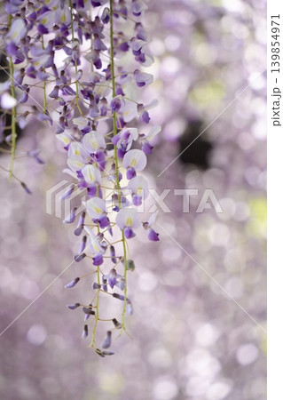 美しく咲く藤の花 139854971