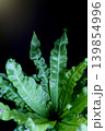 黒バックの観葉植物シダ 139854996