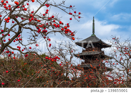 備中国分寺の晩秋 柿の実と五重塔10 岡山県総社市 備中国分寺の晩秋 柿の実と五重塔10 岡山県総社市 139855001