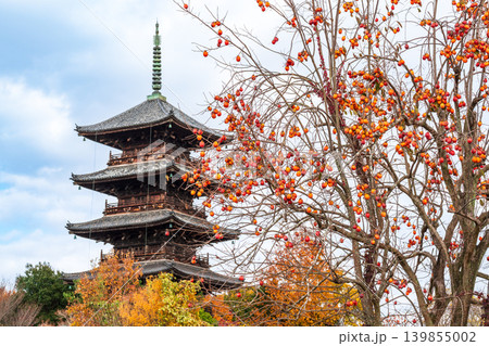 備中国分寺の晩秋 柿の実と五重塔9 岡山県総社市 備中国分寺の晩秋 柿の実と五重塔9 岡山県総社市 139855002