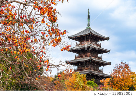 備中国分寺の晩秋　柿の実と五重塔6　岡山県総社市 139855005