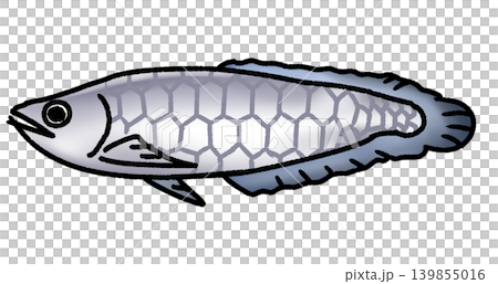 白金黑龍魚 白金黑龍魚 139855016