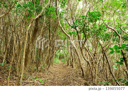 江須崎島 暖地性植物群落 江須崎灯台へ向かう散策路 和歌山県 江須崎島 暖地性植物群落 江須崎灯台へ向かう散策路 和歌山県 139855077