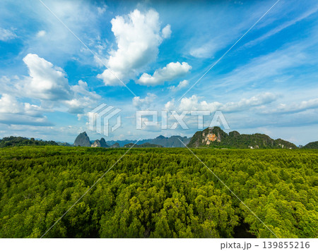 Top view mangrove forest trees,Amazing green nature forest background Top view mangrove forest trees,Amazing green nature forest background 139855216