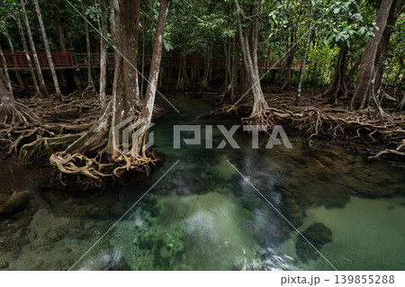 Tropical trees roots in swamp forest and crystal clear water stream canal at Tha Pom Klong Song Nam mangrove wetland Krabi Thailand Beautiful nature view 139855288