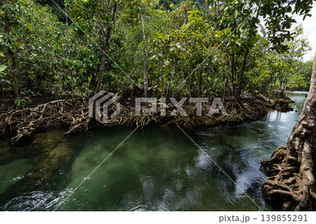 Tropical trees roots in swamp forest and crystal clear water stream canal at Tha Pom Klong Song Nam mangrove wetland Krabi Thailand Beautiful nature view Tropical trees roots in swamp forest and crystal clear water stream canal at Tha Pom Klong Song Nam mangrove wetland Krabi Thailand Beautiful nature view 139855291
