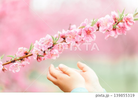 春の桃の花に触れる子どもの手 春の桃の花に触れる子どもの手 139855319