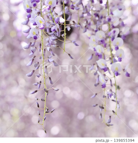 春の日差しに咲く藤の花 春の日差しに咲く藤の花 139855394