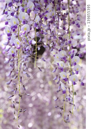 春の日差しに咲く藤の花 139855395
