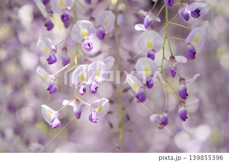 春の日差しに咲く藤の花 春の日差しに咲く藤の花 139855396