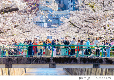 東京・目黒川満開の桜見物をする多くの人々 139855429