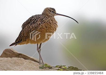 Long-billed Curlew, Numenius americanus, close up Long-billed Curlew, Numenius americanus, close up 139855464