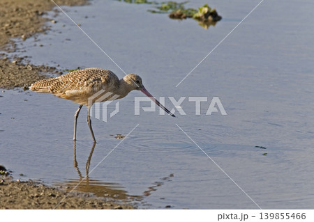 Marbled Godwit, Limosa fedoa, by the water's edge Marbled Godwit, Limosa fedoa, by the water's edge 139855466
