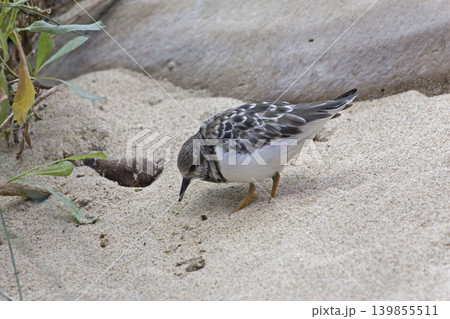 Ruddy Turnstone, Arenaria interpres, close view 139855511