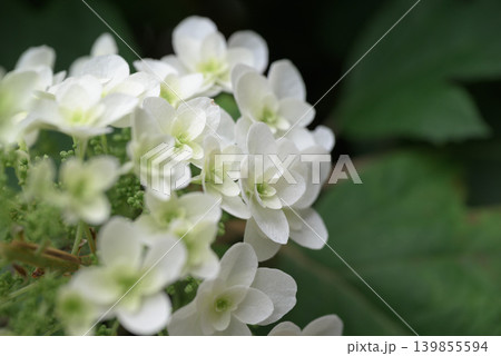 紫陽花 139855594