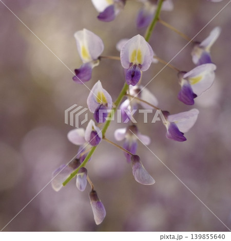 美しく咲く藤の花 美しく咲く藤の花 139855640