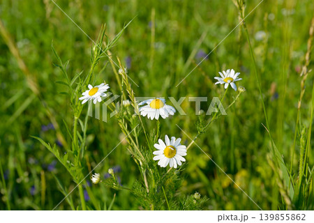 Group of white chamomile flowers blooming in a green summer meadow under bright natural sunlight 139855862