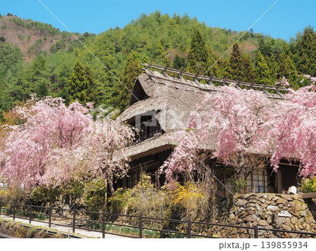 山梨県 枝垂れ桜と茅葺屋根の古民家 4月 山梨県 枝垂れ桜と茅葺屋根の古民家 4月 139855934