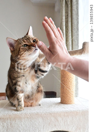 ハイタッチで挨拶する猫 ハイタッチで挨拶する猫 139855943