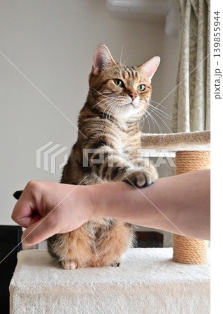 ハイタッチで挨拶する猫 139855944