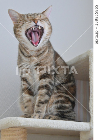 ねこのいる窓際の風景 ねこのいる窓際の風景 139855965