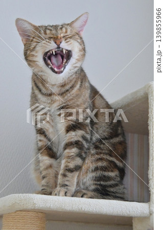 ねこのいる窓際の風景 ねこのいる窓際の風景 139855966