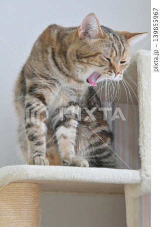 ねこのいる窓際の風景 ねこのいる窓際の風景 139855967
